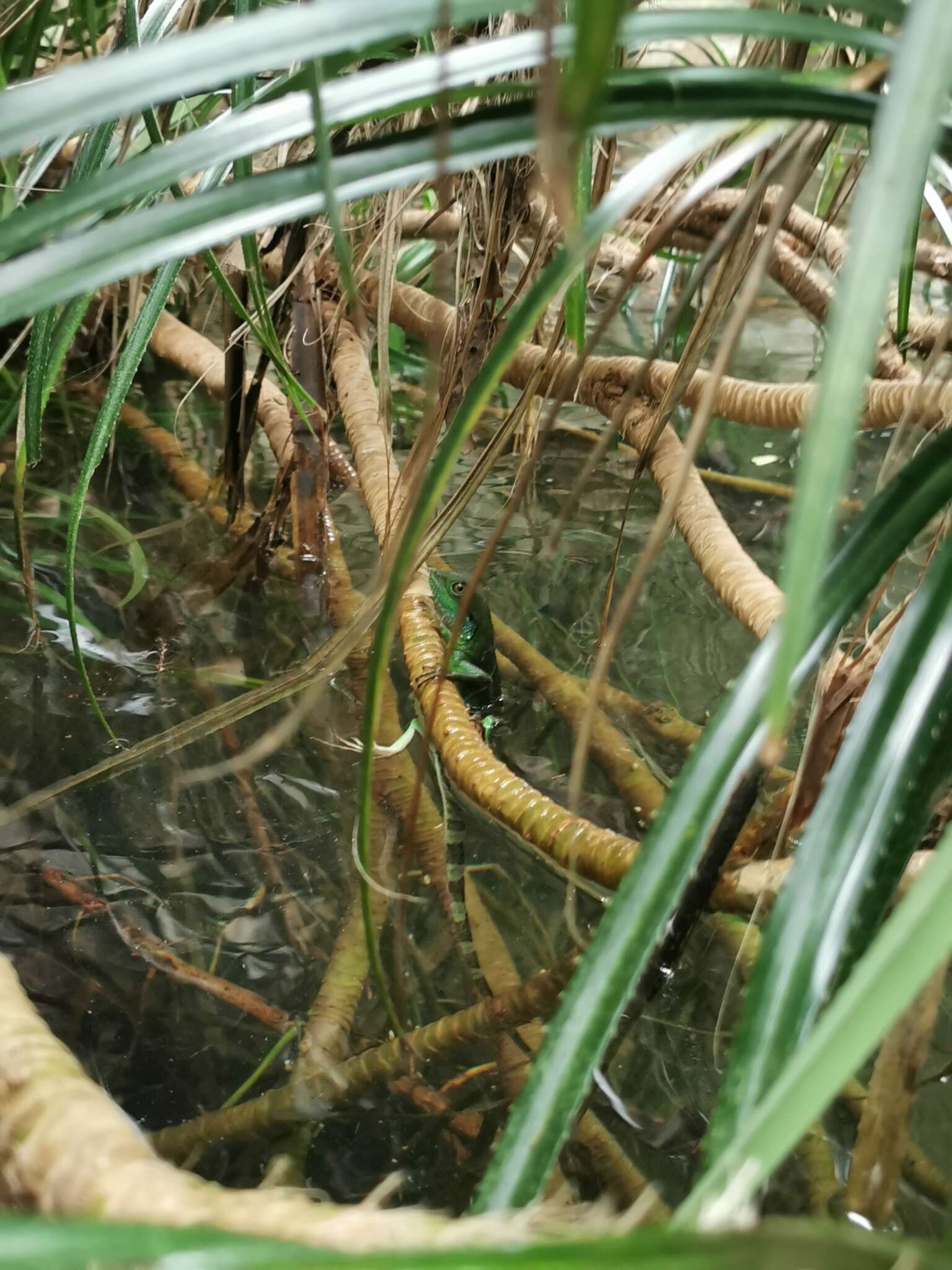 Physignathus resmi