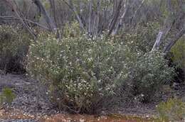 Image of Lasiopetalum behrii F. Muell