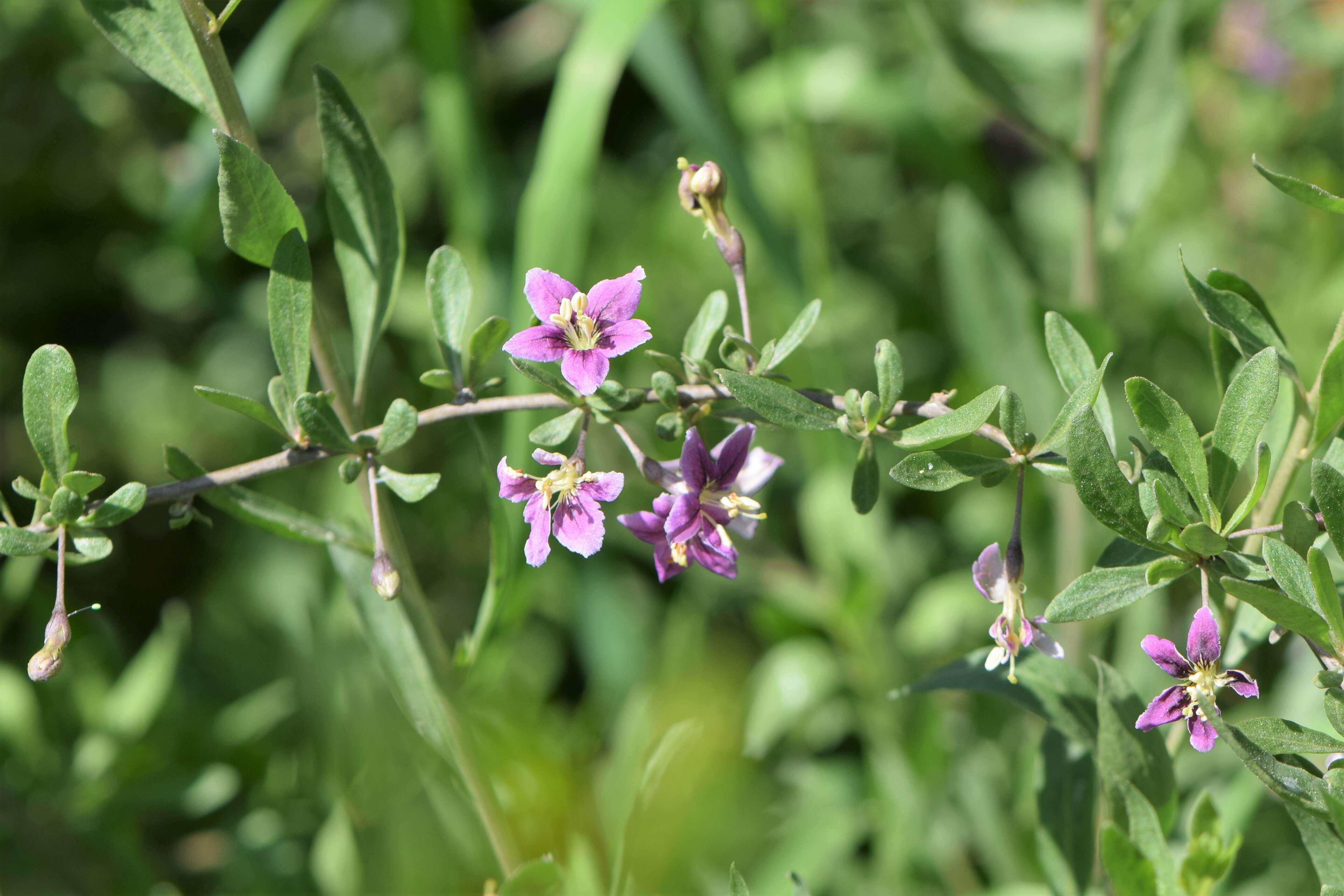 Image of matrimony vine