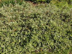 Image of Salix alpina Scop.