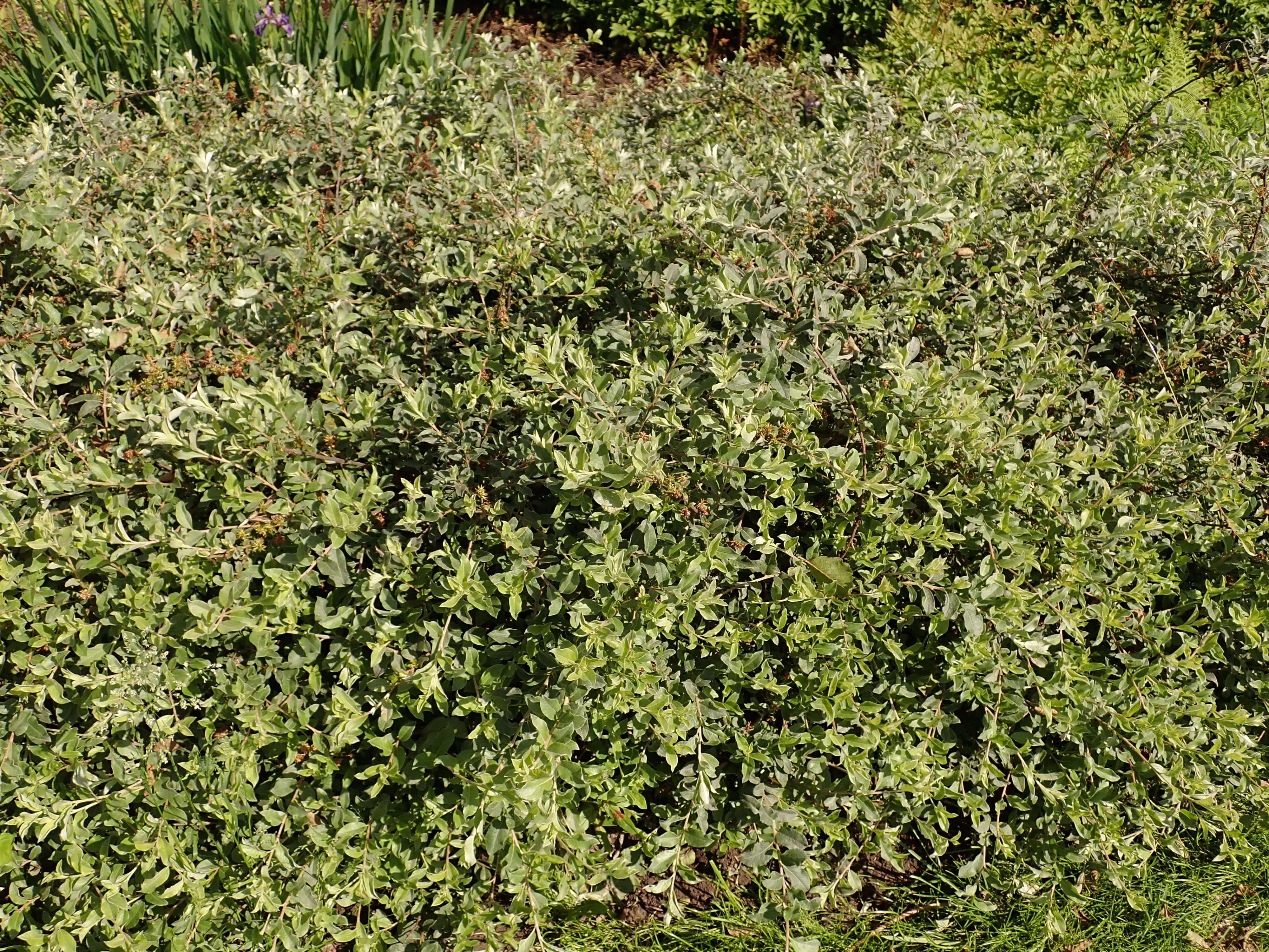 Image of Salix alpina Scop.