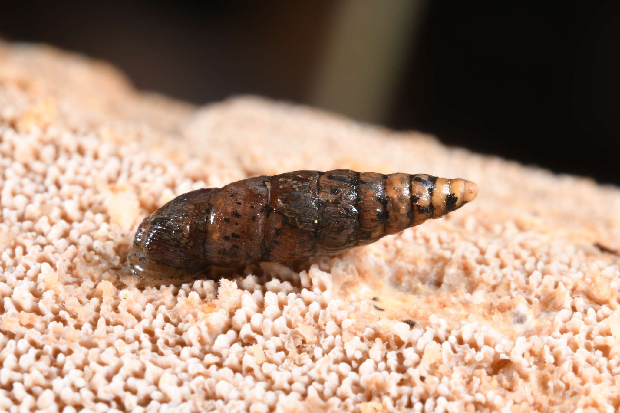 Image of two-toothed door snail