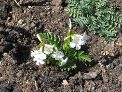 Image of Incarvillea delavayi Bureau & Franch.