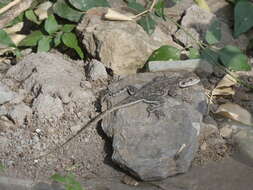 Image of Mwanza Flat-headed Rock Agama