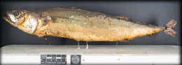 Image of Atlantic Mackerel