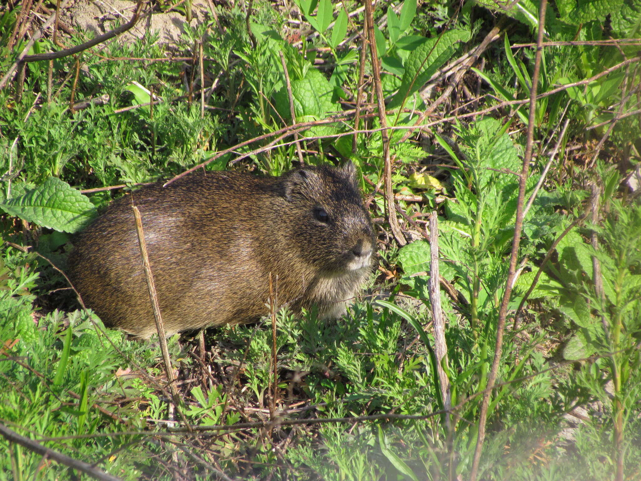 Image of Brazilian Guinea Pig