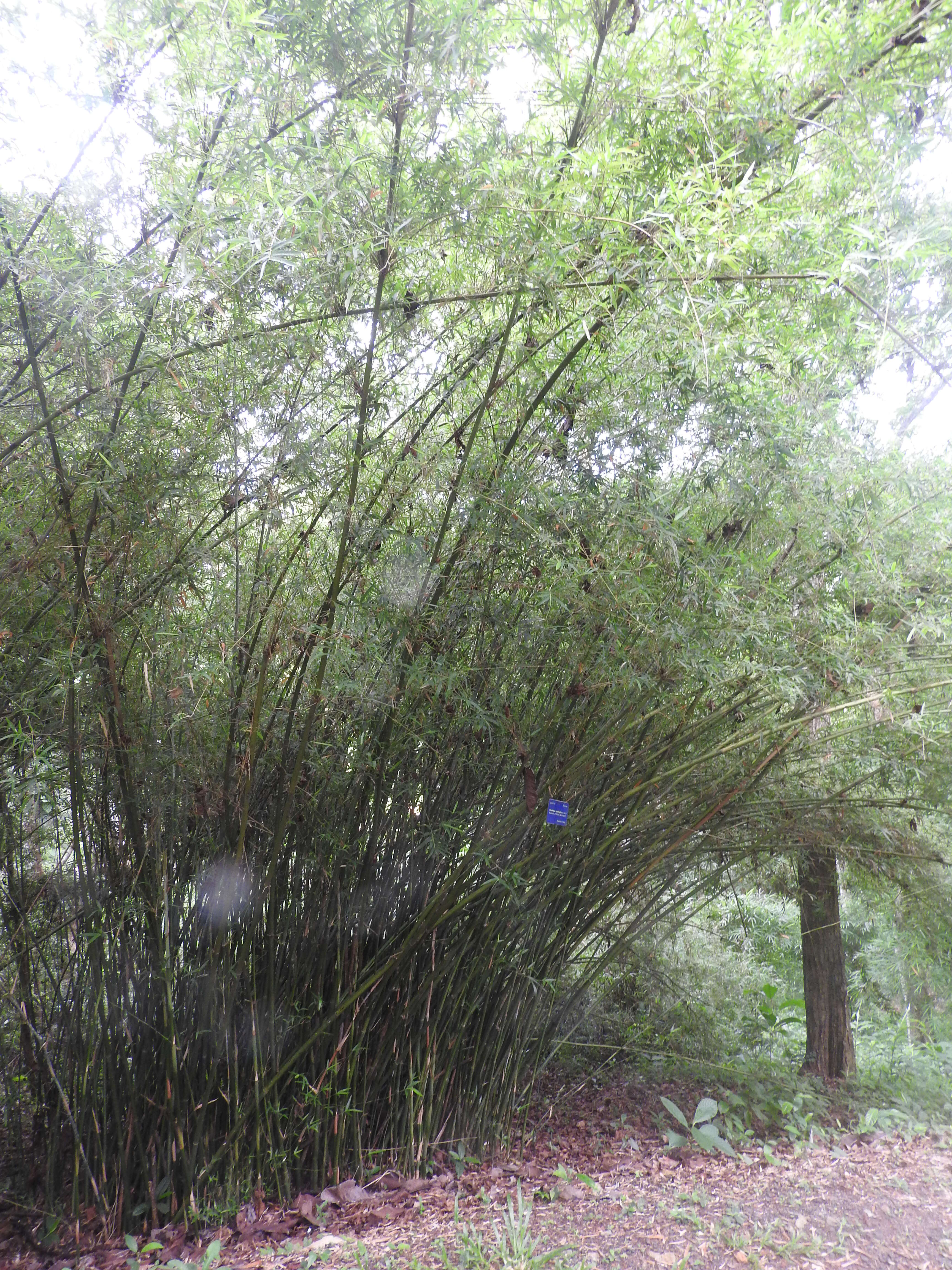 Image of hedge bamboo