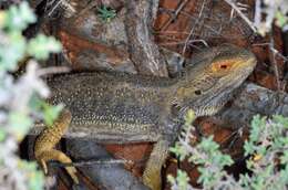 Image of Central bearded dragon