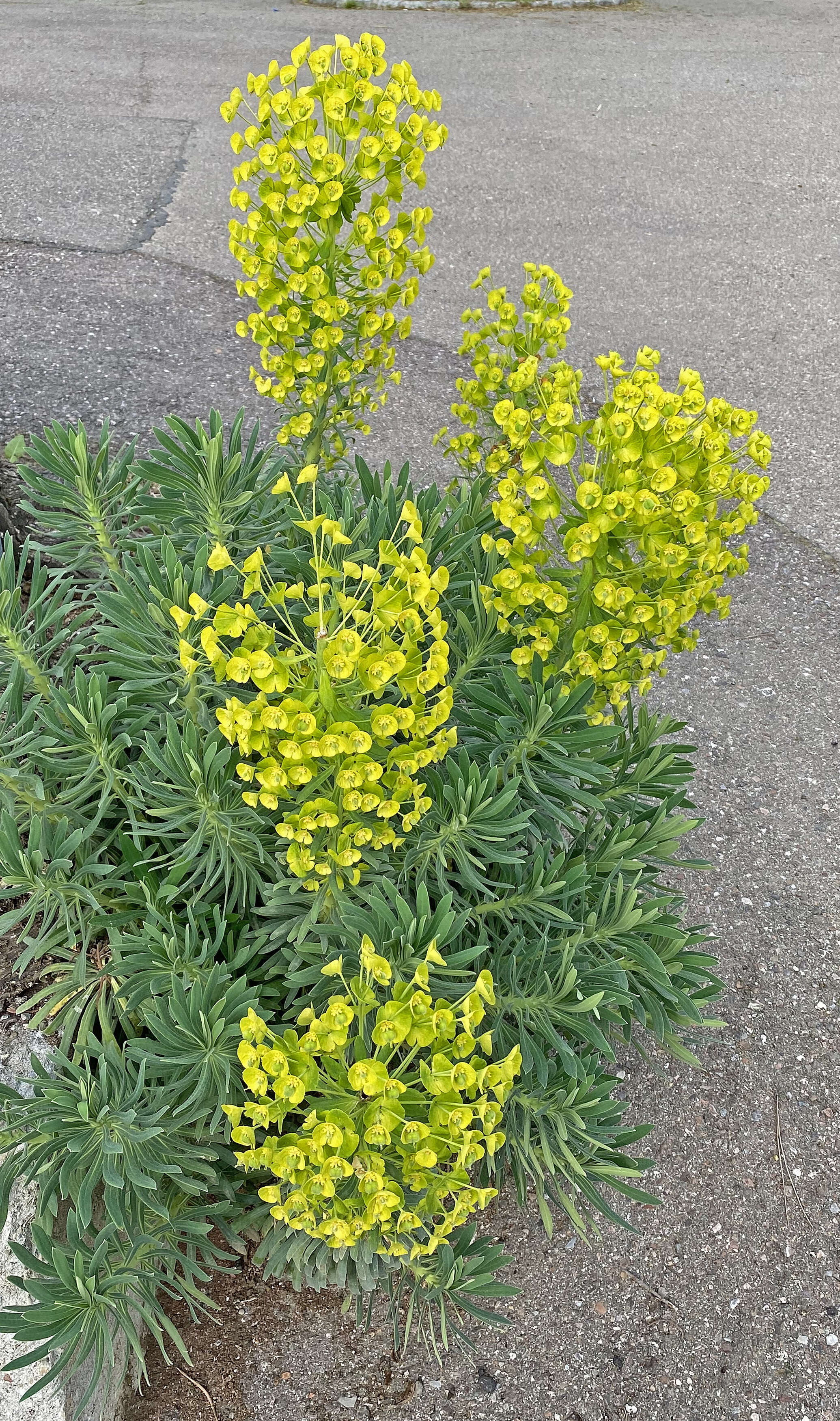 Image of Albanian spurge