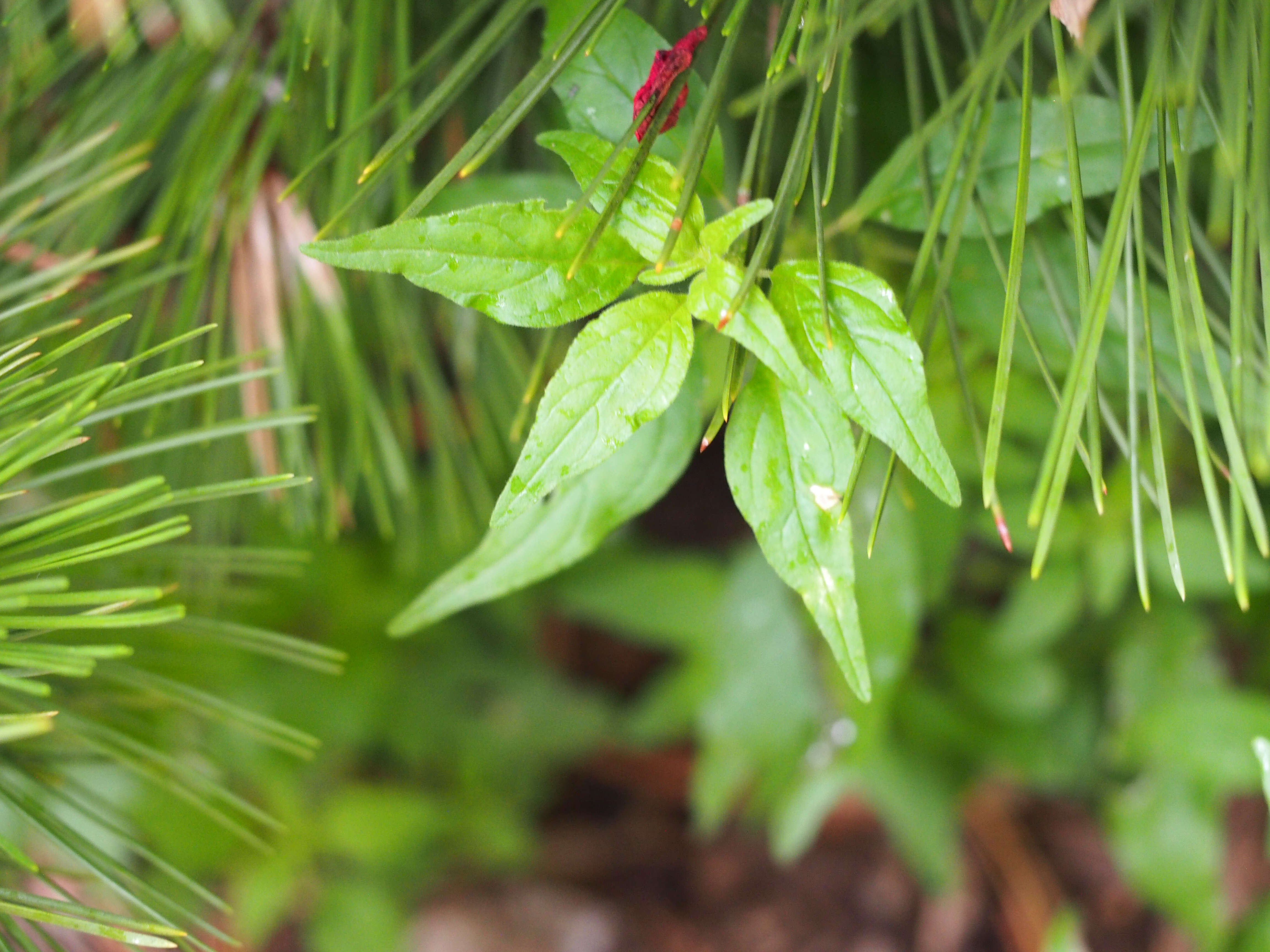 Image of Pennsylvania pellitory