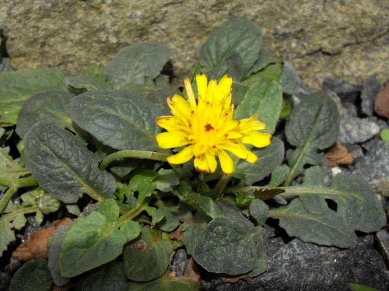 Image of pygmy hawksbeard