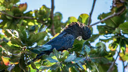 Image of Red-tailed Black-Cockatoo