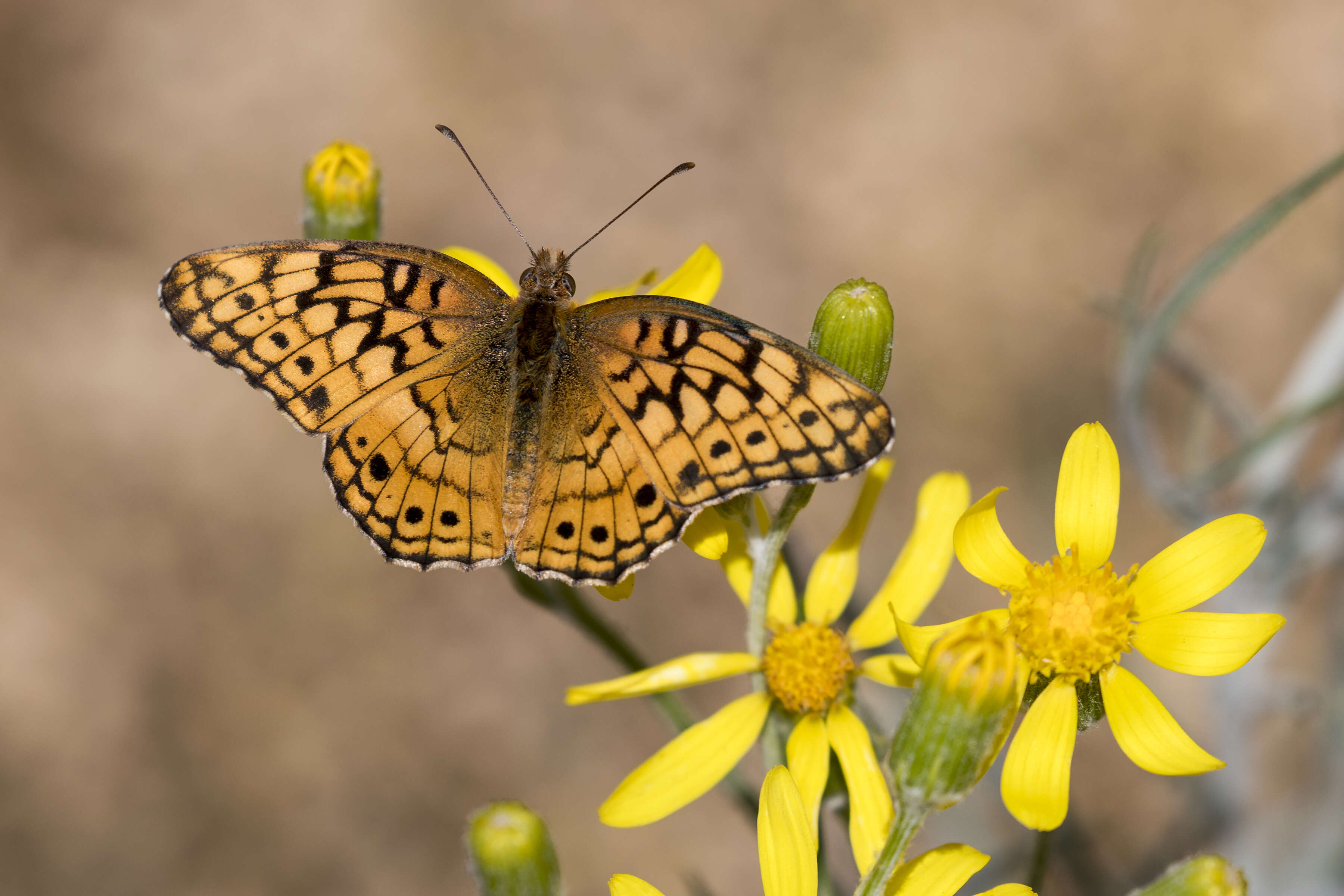 Image of Variegated Fritillary