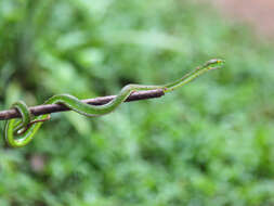 Image of Cardamom Mountains Green Pitviper