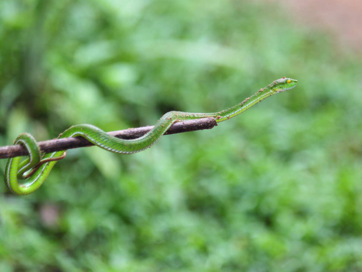 Image of Cardamom Mountains Green Pitviper