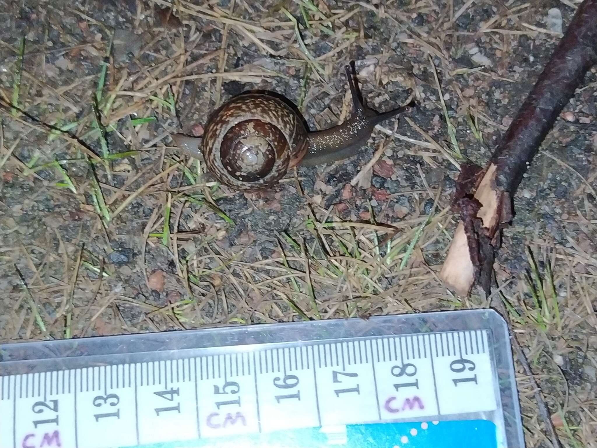 Image of Copse Snail