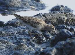 Image of Long-toed Stint