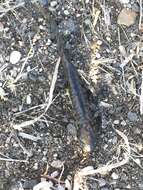 Image of Barred Tiger Salamander