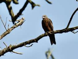 Image of Black Kite