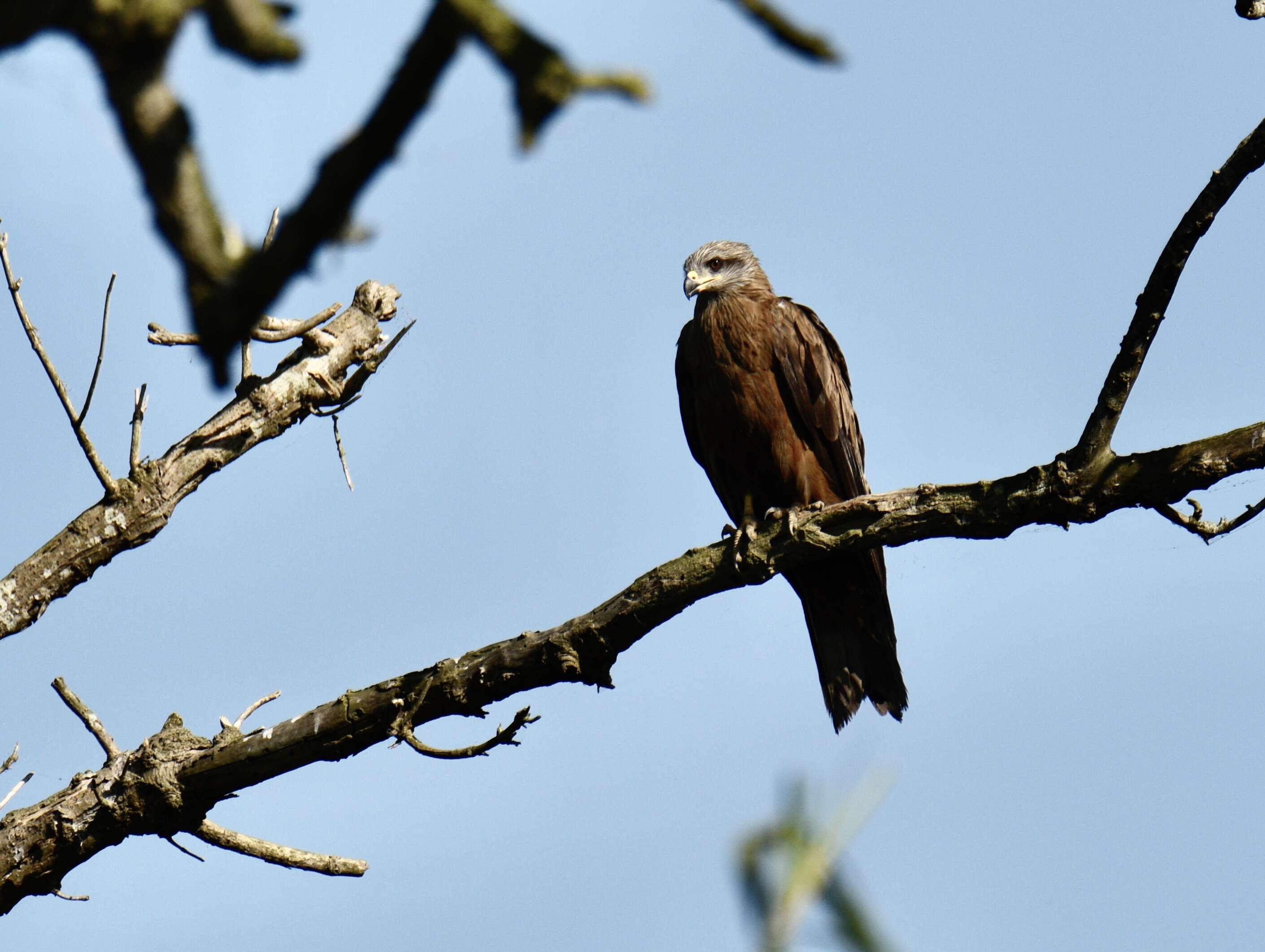 Image of Black Kite