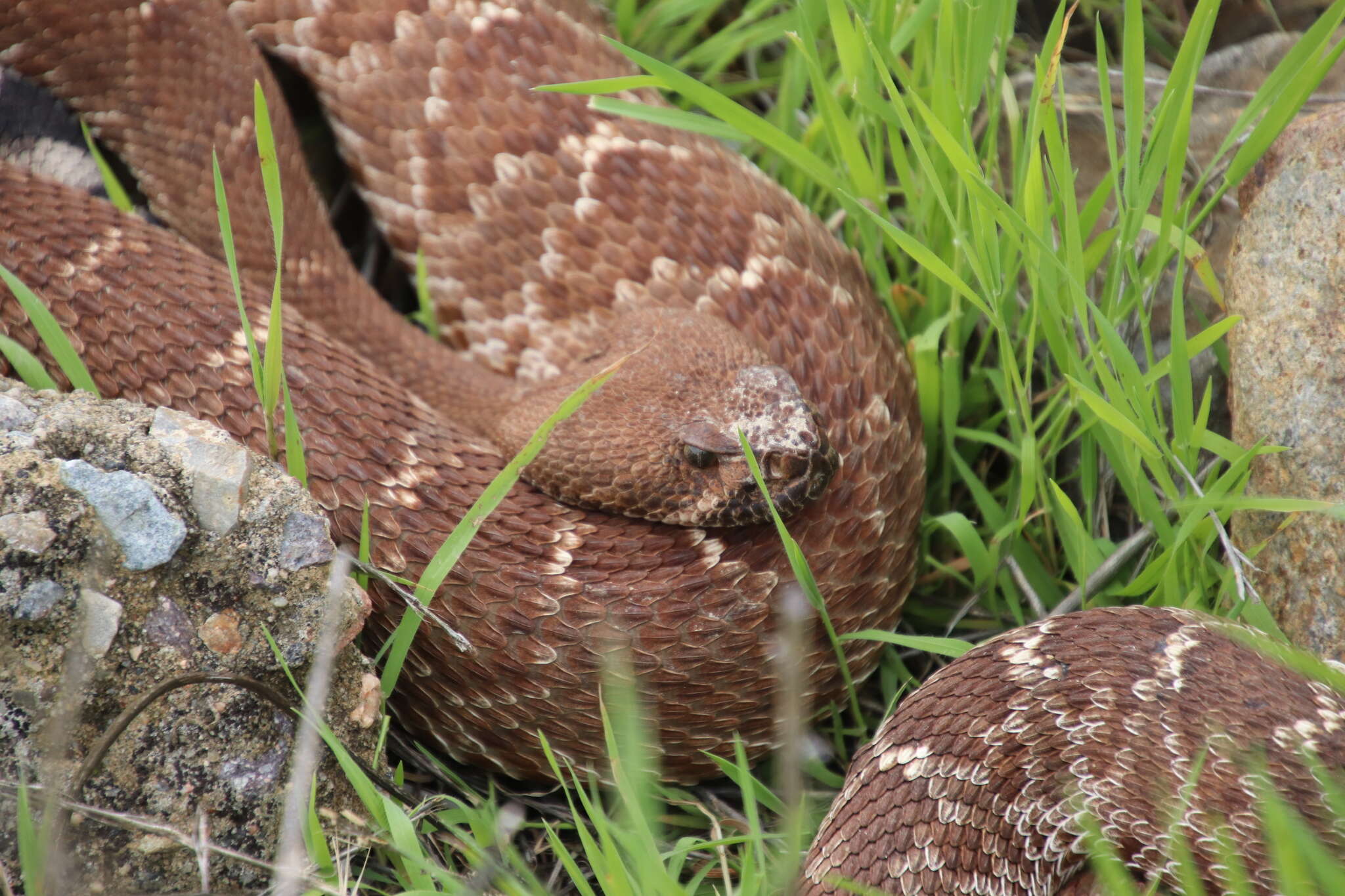 Image of Red Diamond Rattlesnake