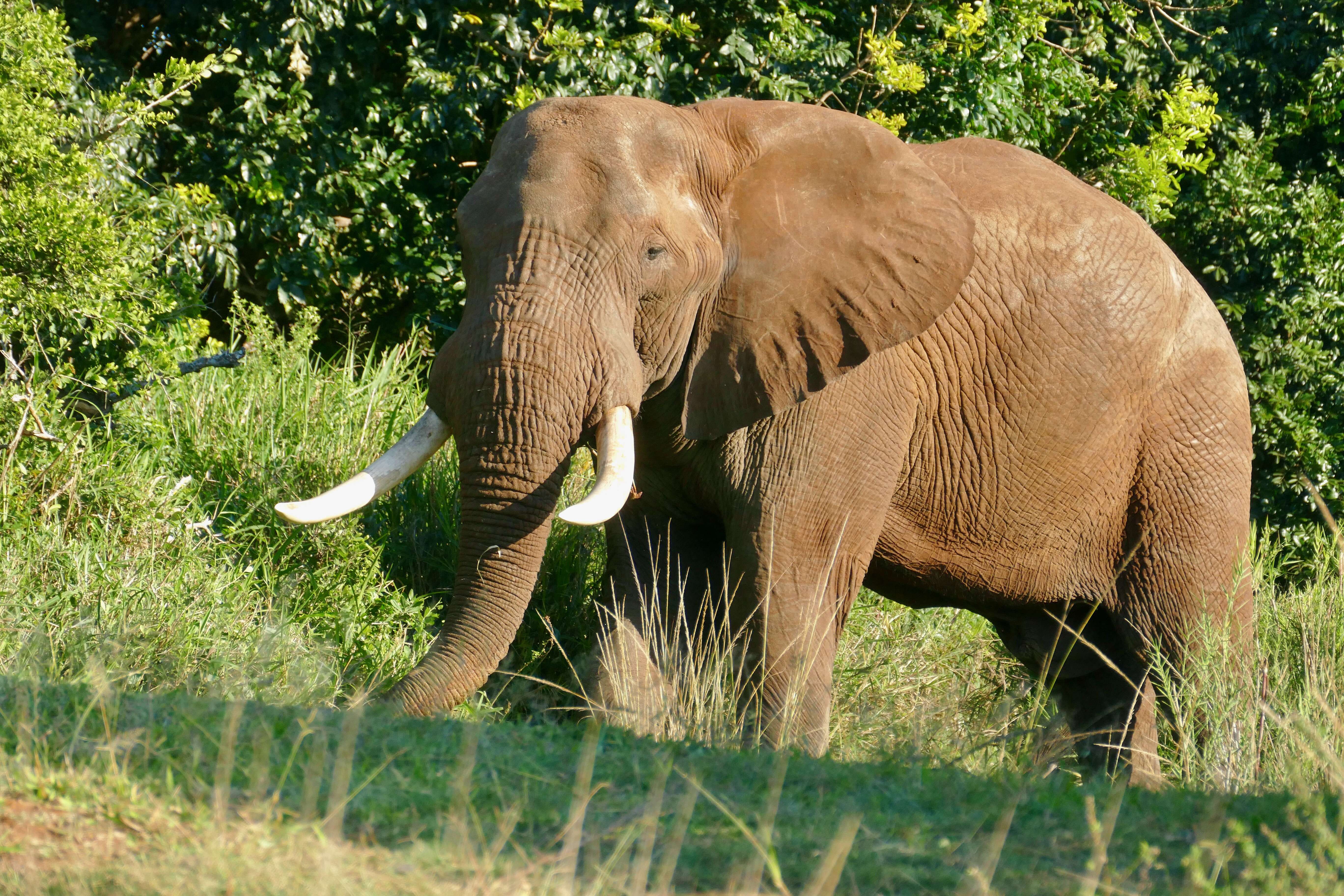 Image of African bush elephant