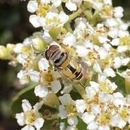 Image of toyon