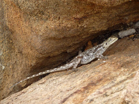 Image of Kenya Rock Agama