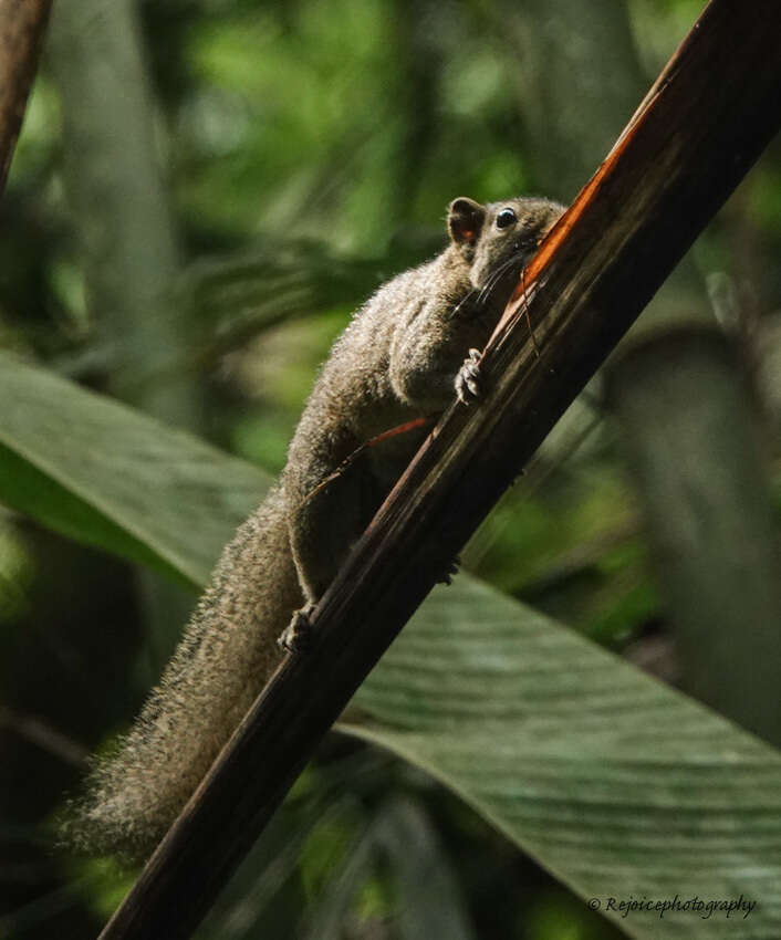 Image of Hoary-bellied Squirrel