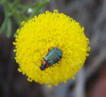 Слика од Chrysocoma ciliata L.