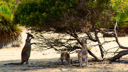 Macropus fuliginosus (Desmarest 1817) resmi