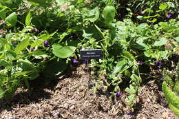 Image of Thunbergia battiscombei Turrill