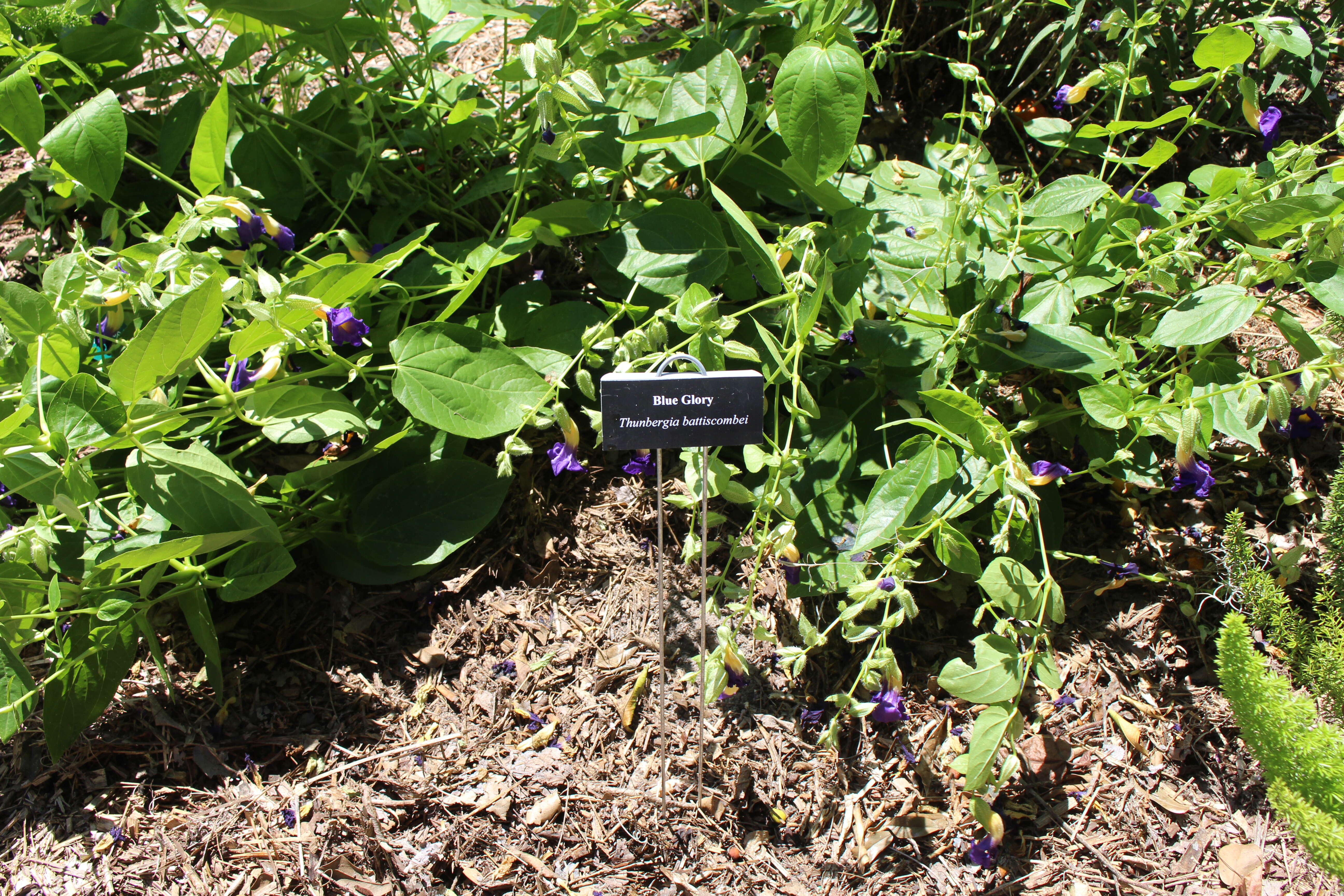 Image of Thunbergia battiscombei Turrill