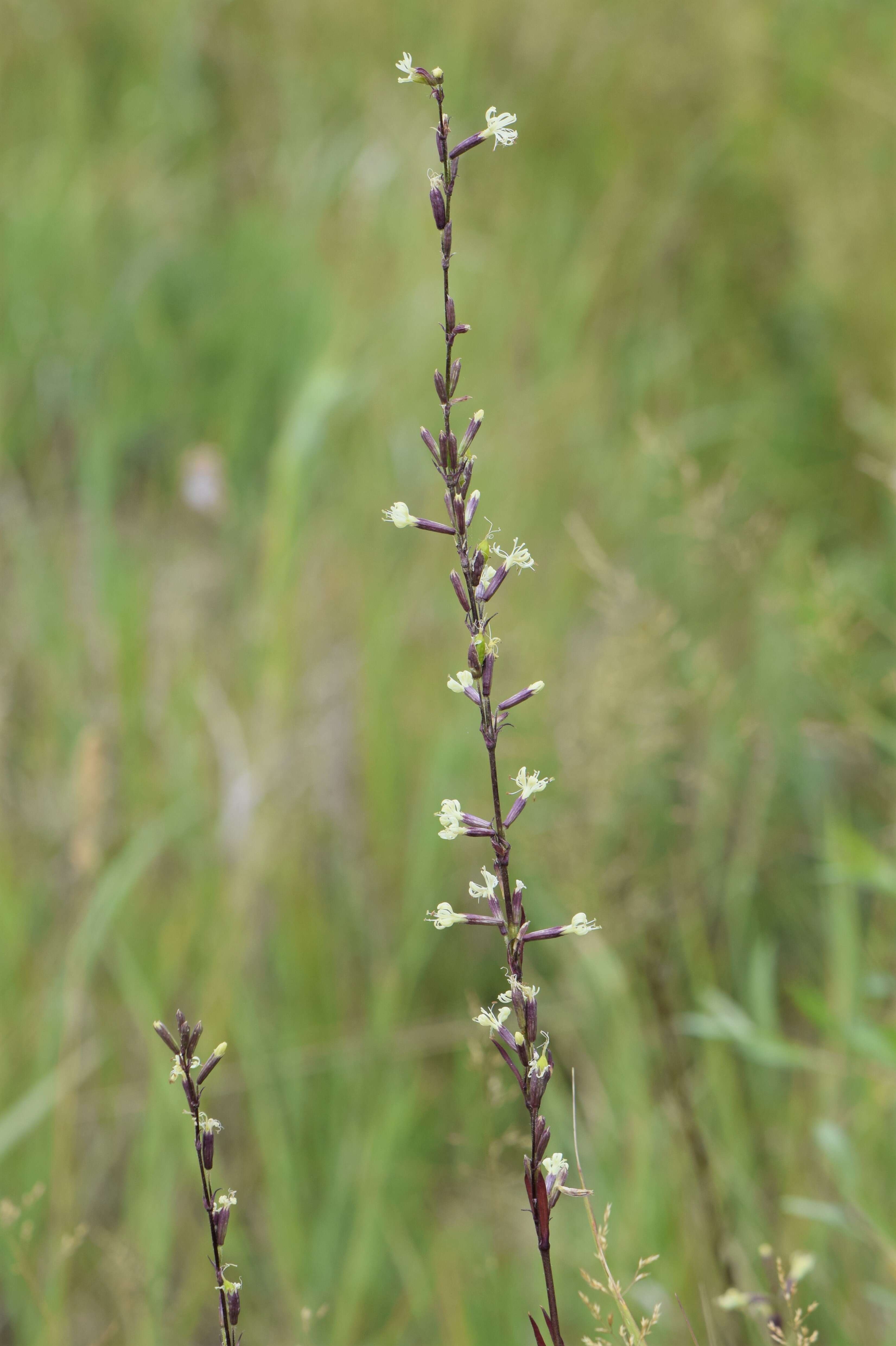 Image of Silene tatarica (L.) Pers.