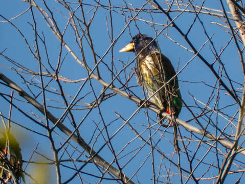 Image of Great Barbet