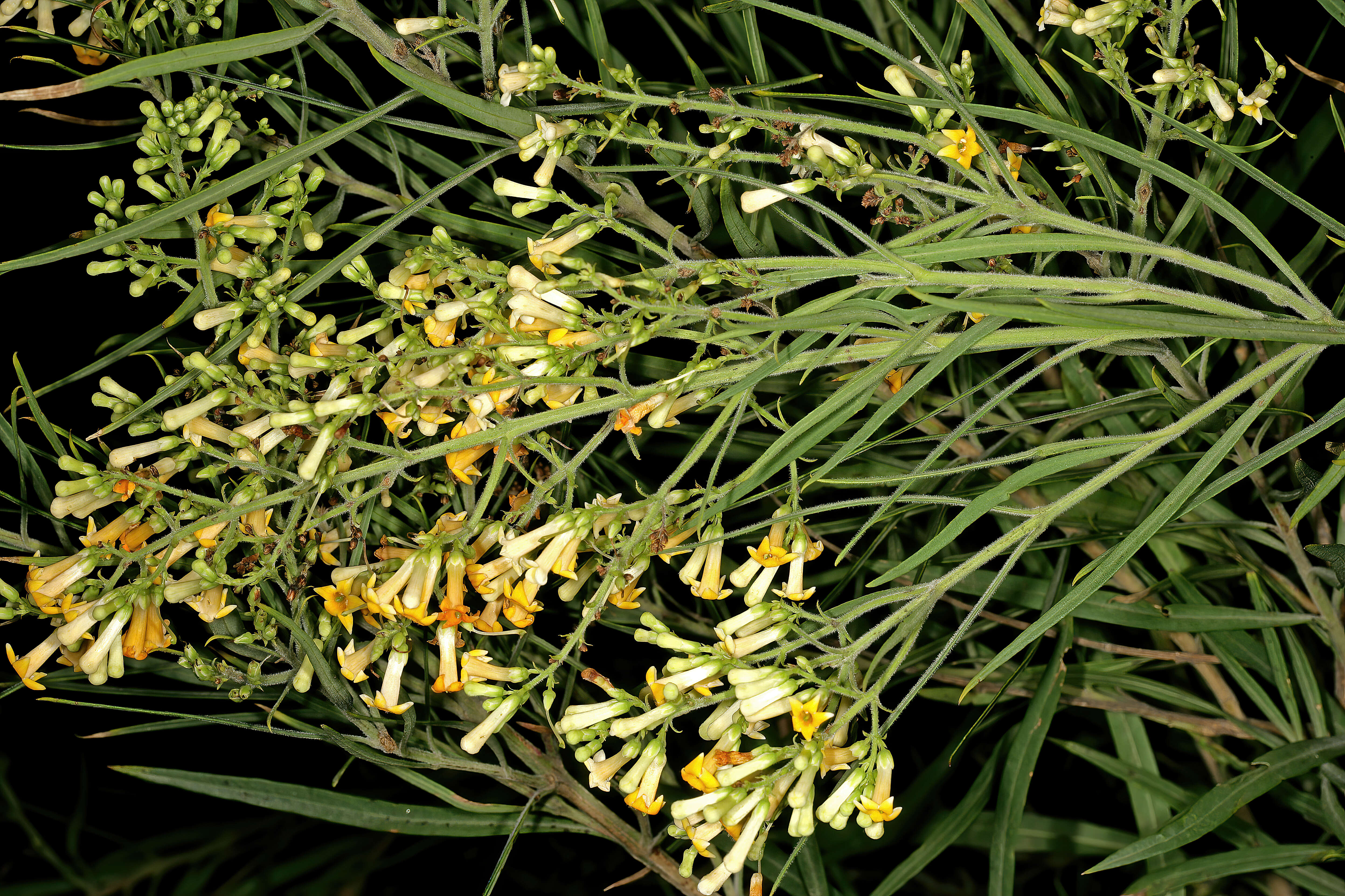 Imagem de Freylinia lanceolata (L. fil.) G. Don