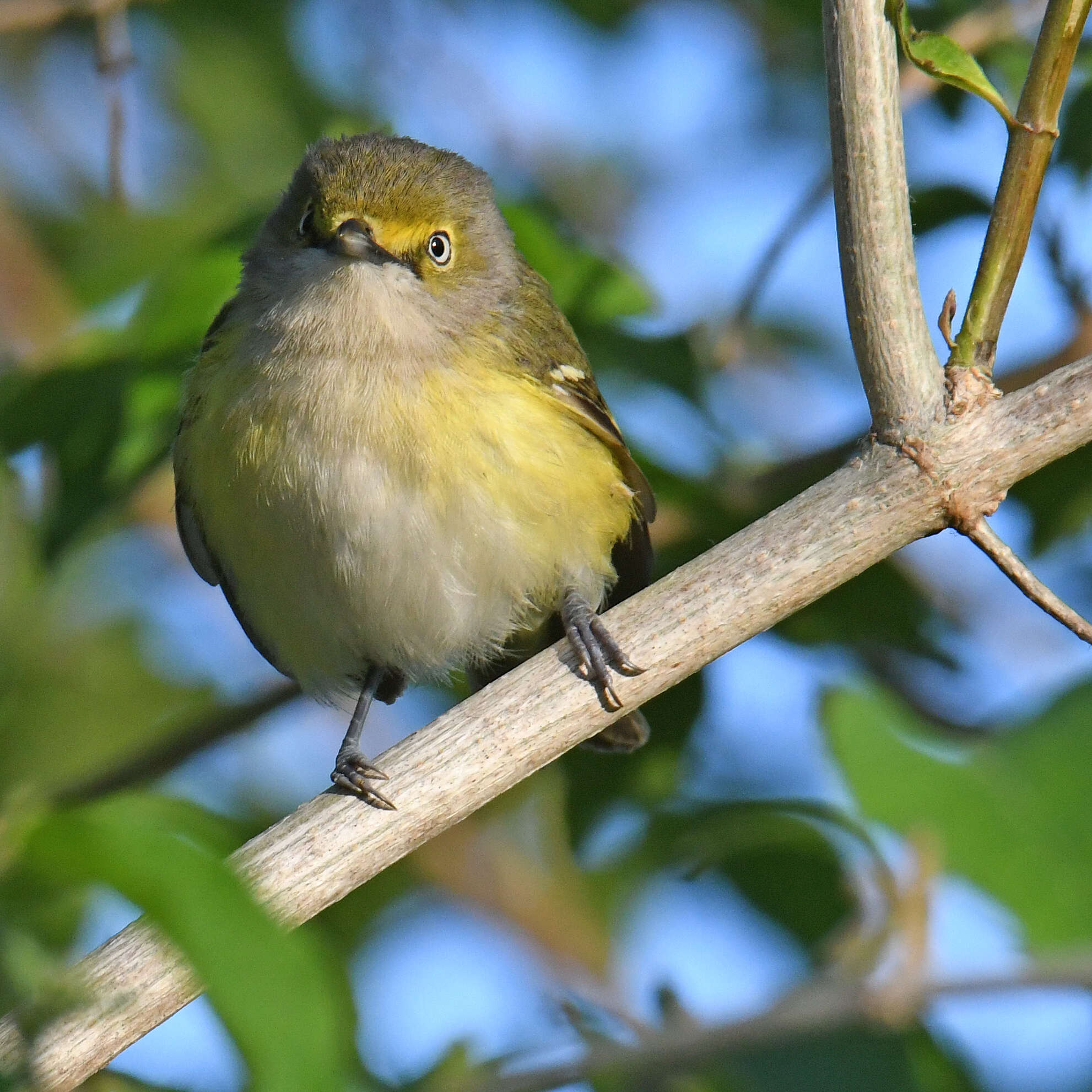 Слика од Vireo griseus (Boddaert 1783)