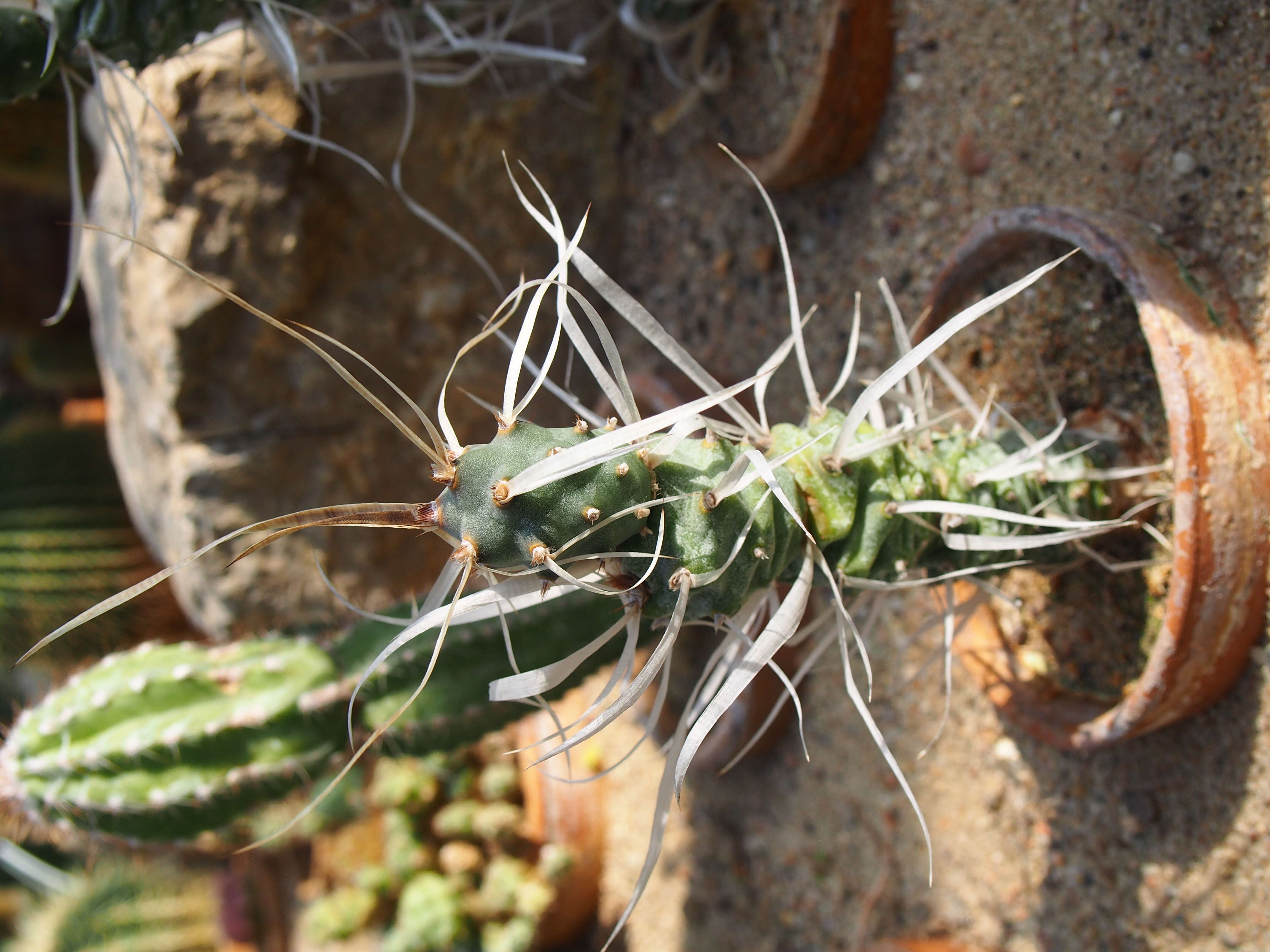 Image of Tephrocactus articulatus