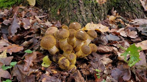 Image of Armillaria gallica Marxm. & Romagn. 1987