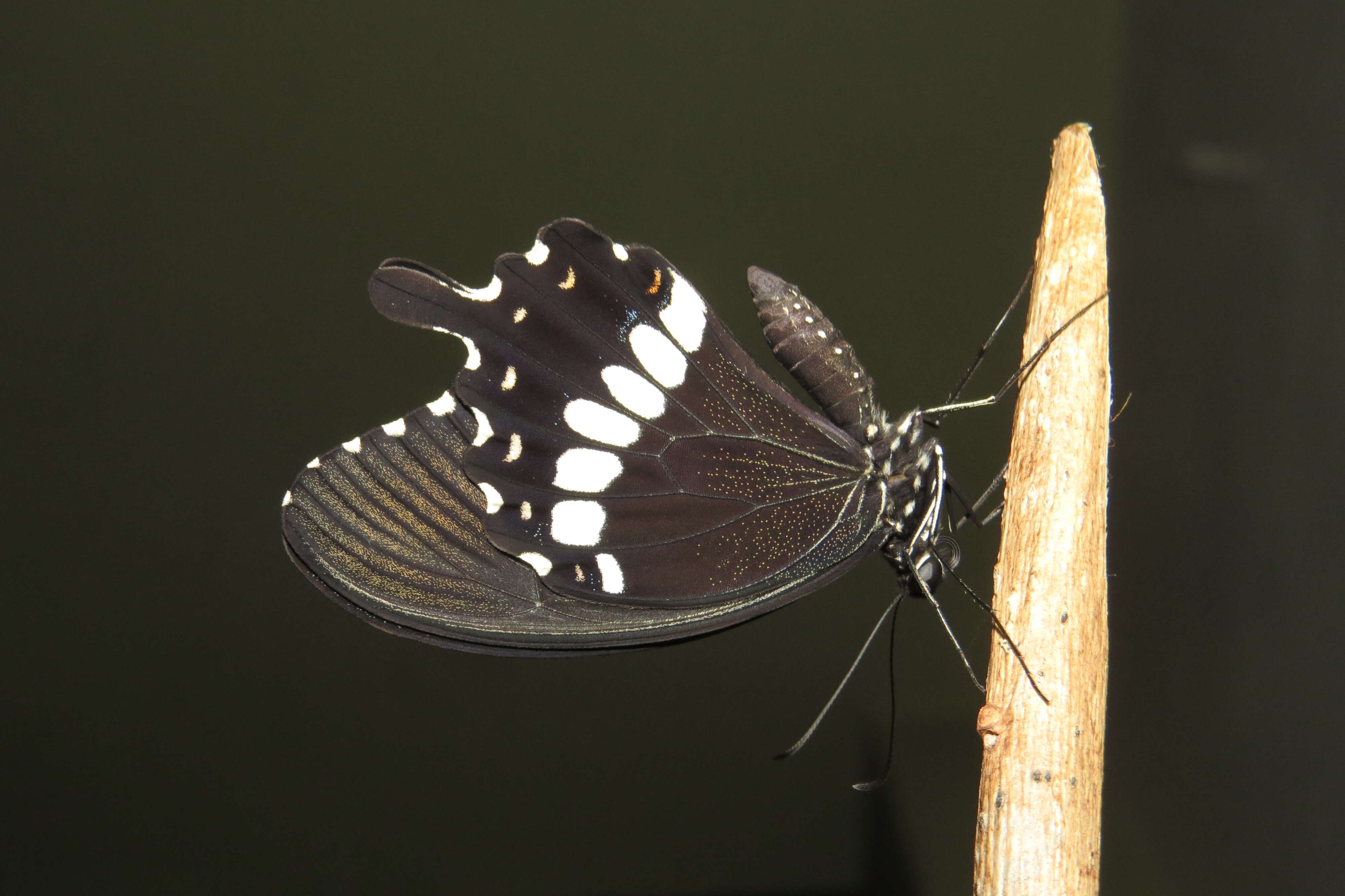 Image of Papilio polytes Linnaeus 1758