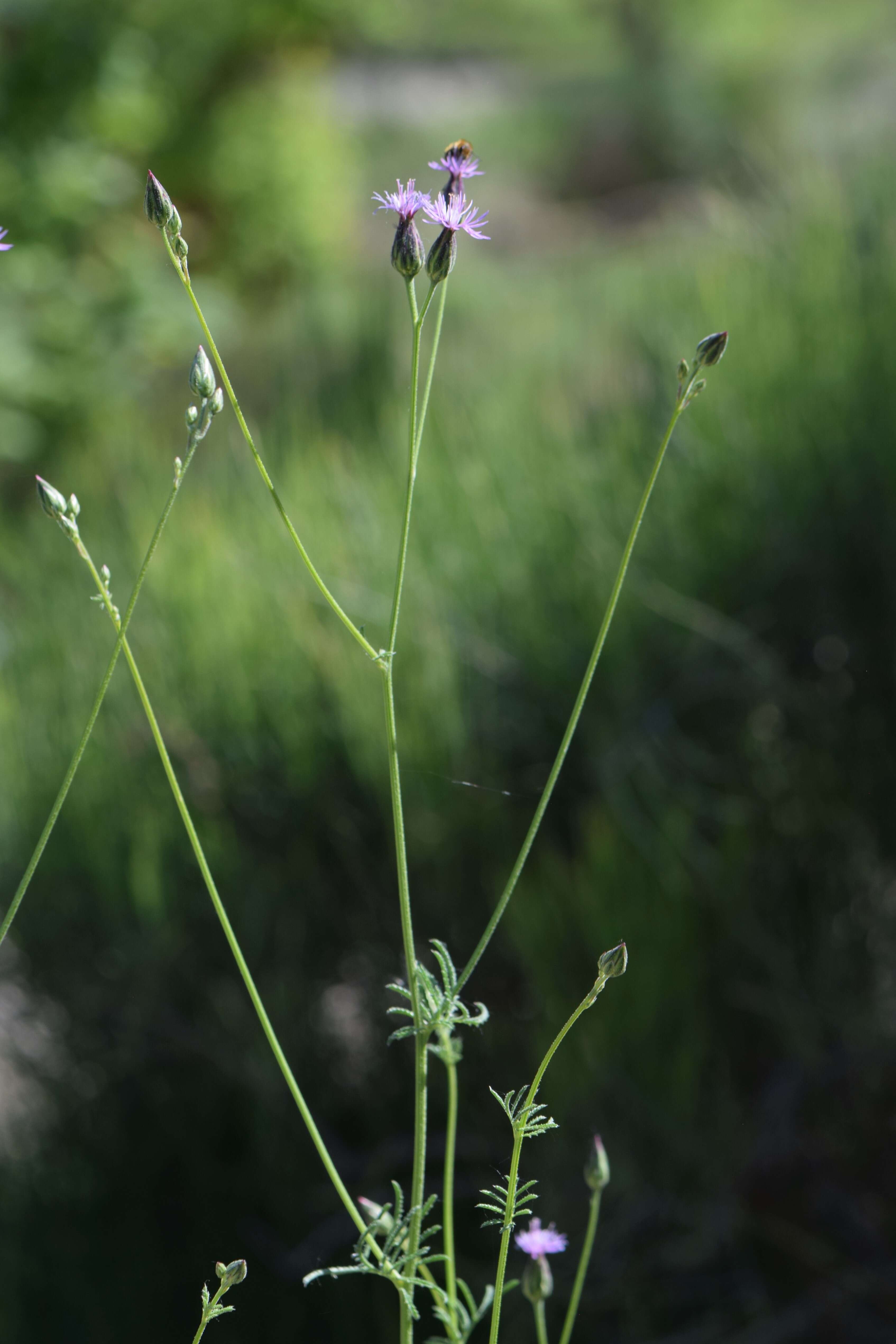 Plancia ëd Crupina vulgaris (Pers.) Cass.