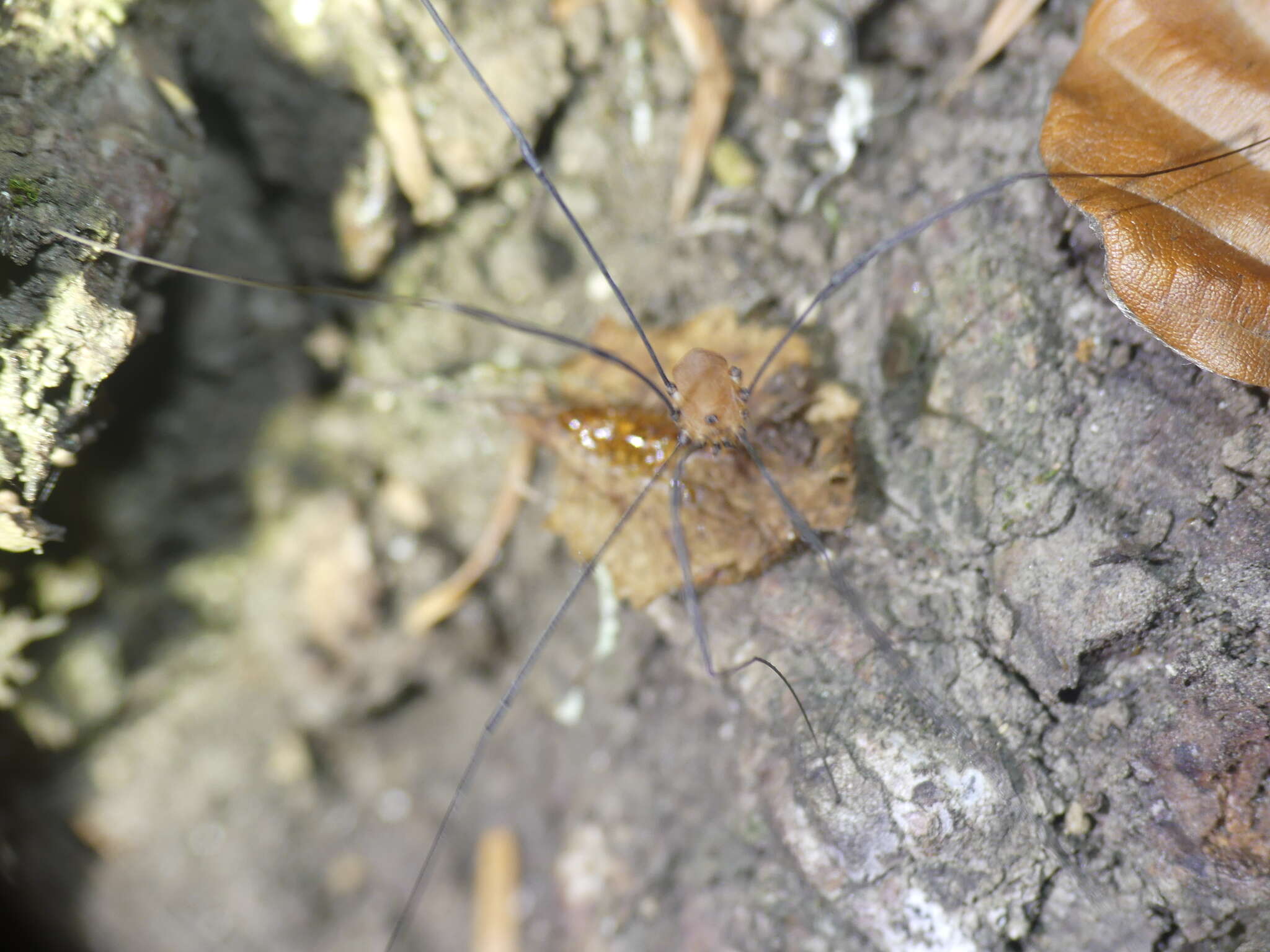 Image of Leiobunum rotundum