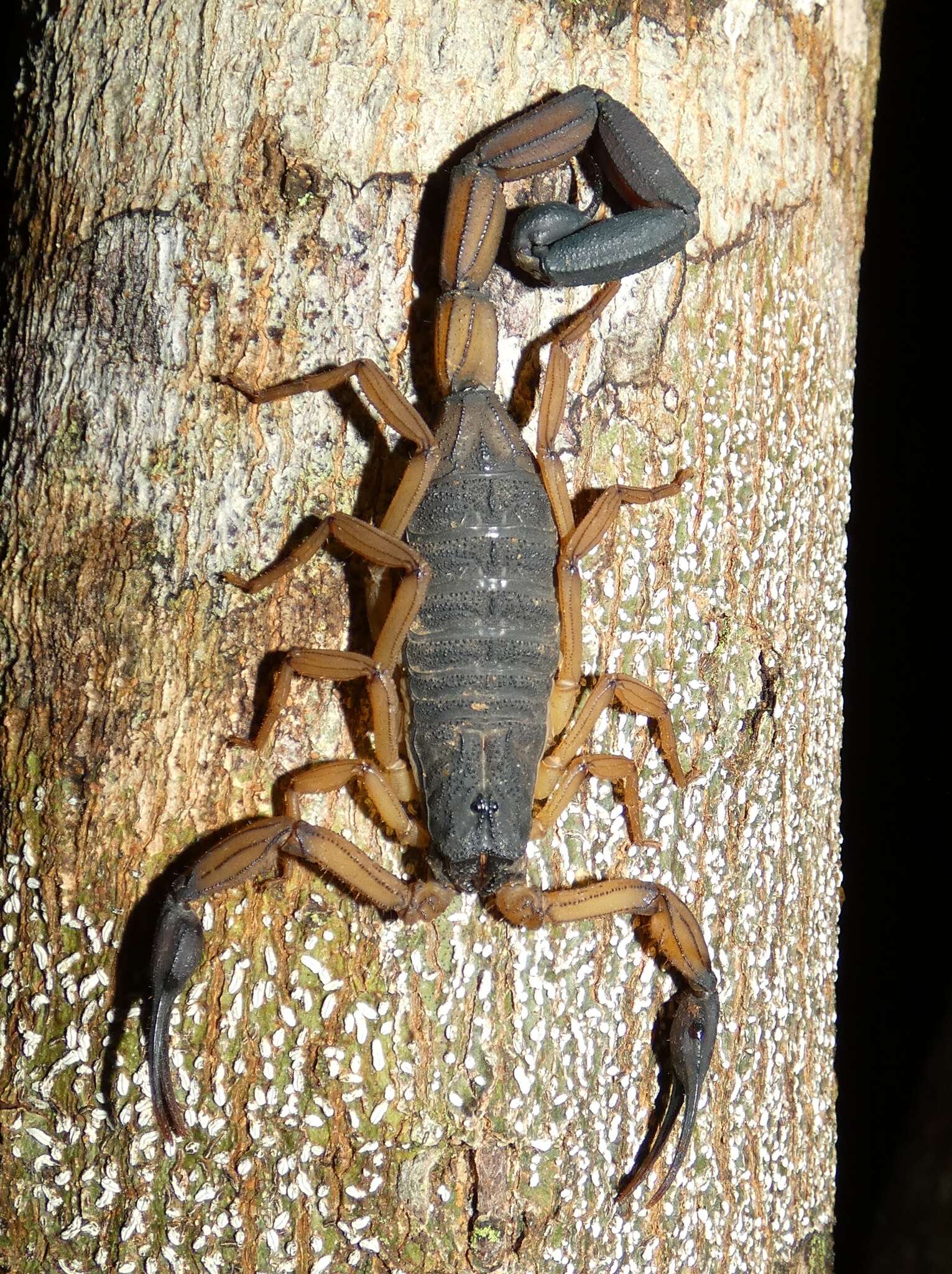 Image of Centruroides bicolor (Pocock 1898)