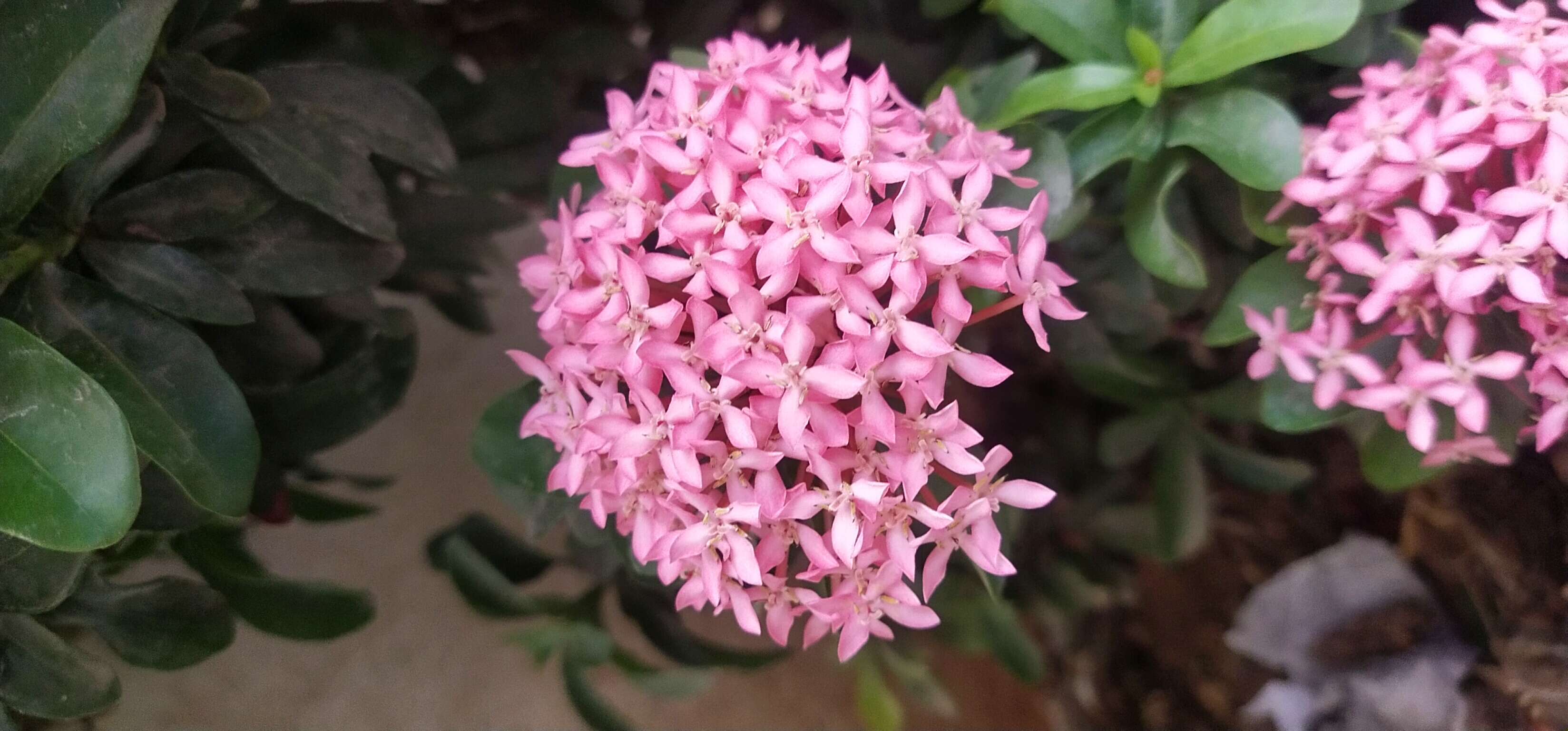 Image of ixora