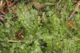 Image of Bifid Crestwort