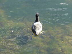 Image of Fulica Linnaeus 1758