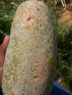 Image of Papaya ringspot virus