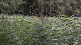 Image of common reed