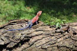 Image of Mwanza Flat-headed Rock Agama