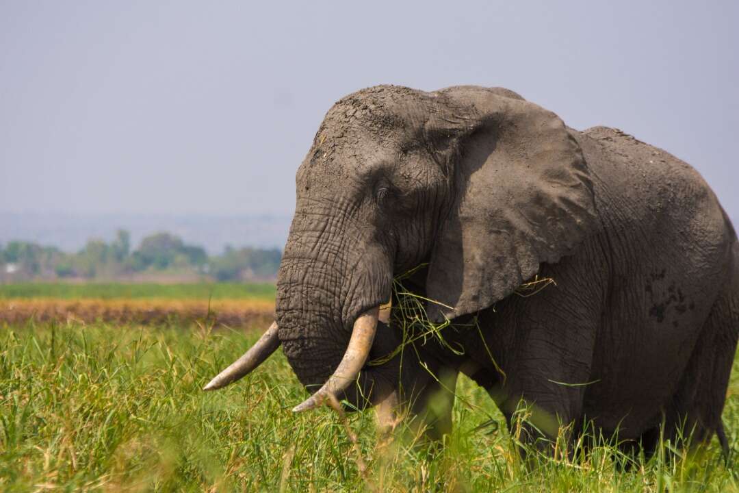 Image of African bush elephant